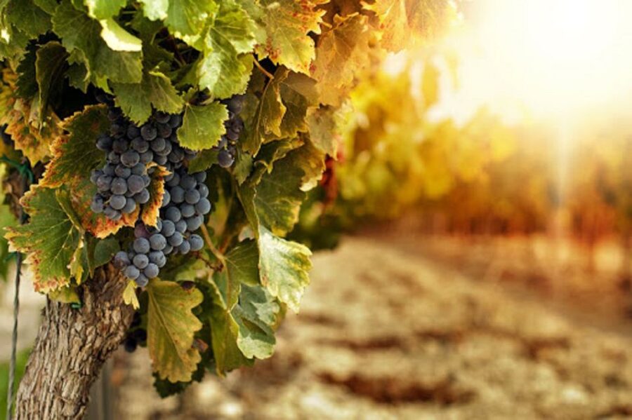 Wine Tasting Experience on the slopes of Vesuvius - Leaving Naples for the slopes of Vesuvius