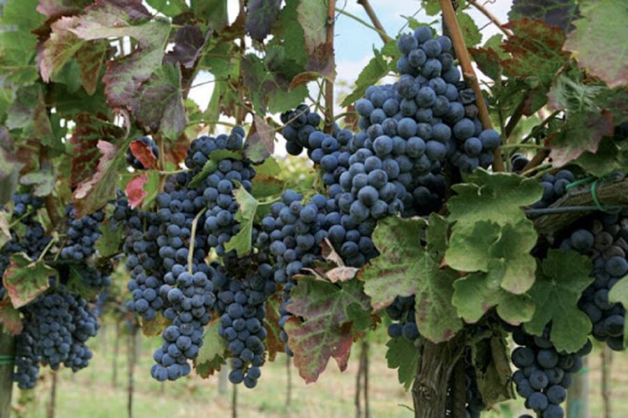 Wine Tasting Experience on the slopes of Vesuvius - Lacryma Christi and the winery visit