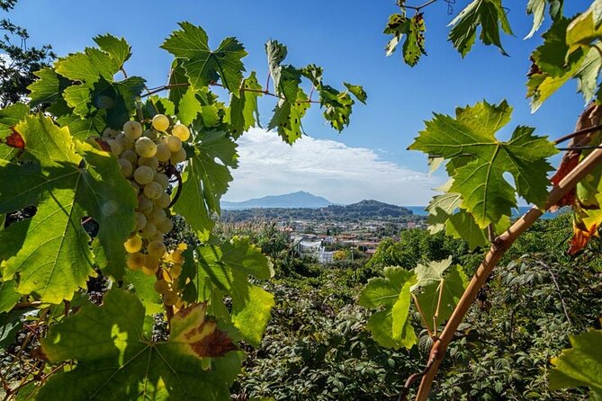 Wine Tasting in Campi Flegrei from Naples - What the Price Means at $169.24