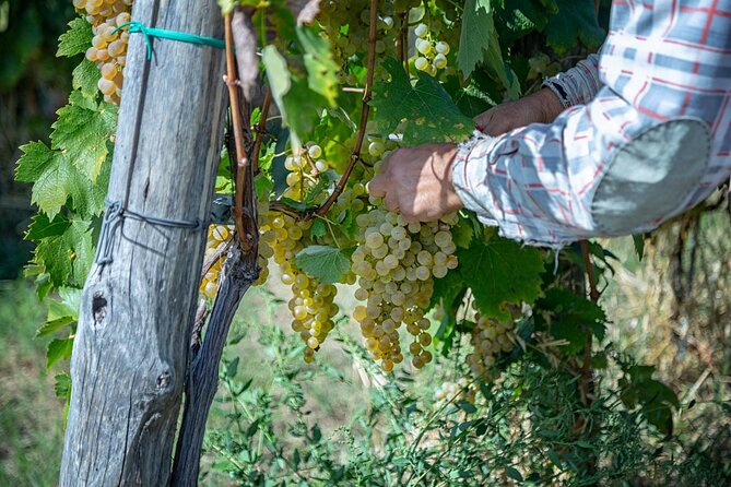 Wine Tasting in Campi Flegrei from Naples - Who Will Enjoy This Most