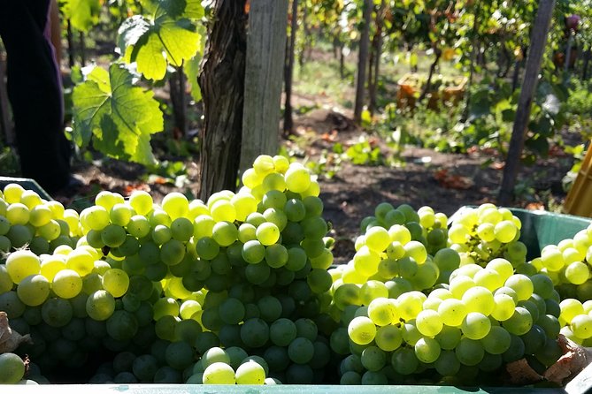 Wine Tour and Lunch with Winetasting and Vineyard Visit - Key points to know before booking