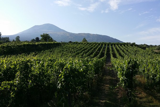 Wine Tour and Lunch with Winetasting and Vineyard Visit - Who should book this Naples wine tour