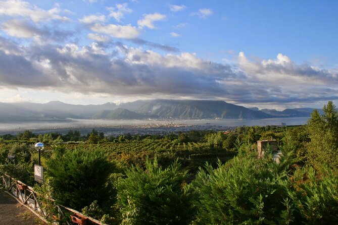 Wine Tour and Lunch with Winetasting and Vineyard Visit - Should you book it?